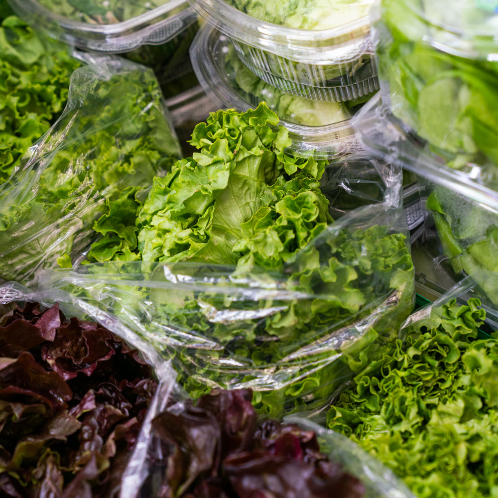 Heads of green and red leaf lettuce